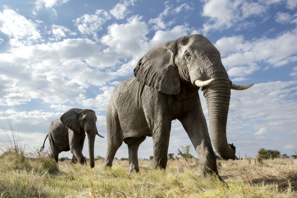 Słoń w karafce: Zgłębiamy Mastodona