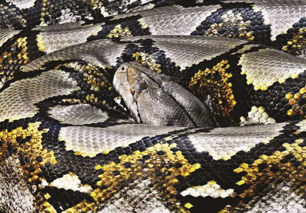 Zmysły węża: Połącz niskokodowy Node-RED z Pythonem
