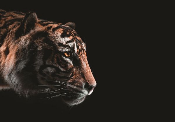 Wiersz poleceń – Tiger: Kompleksowa weryfikacja bezpieczeństwa