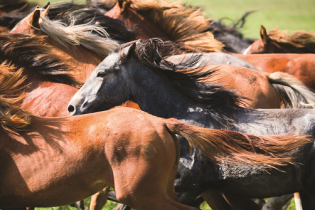 Z końską siłą - Tworzenie programów współbieżnych przy użyciu Pony