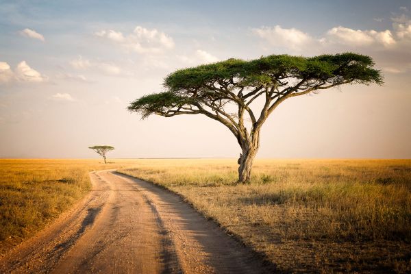 Ogrodowe safari: podglądanie przyrody fotopułapką na bazie Pi Zero