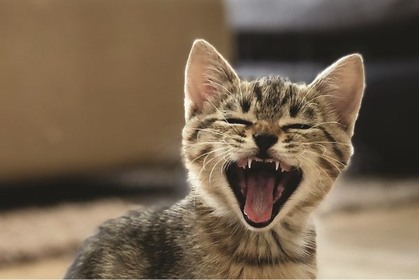 Pogaduszki - Komunikacja w czasie rzeczywistym za pomocą Pythona